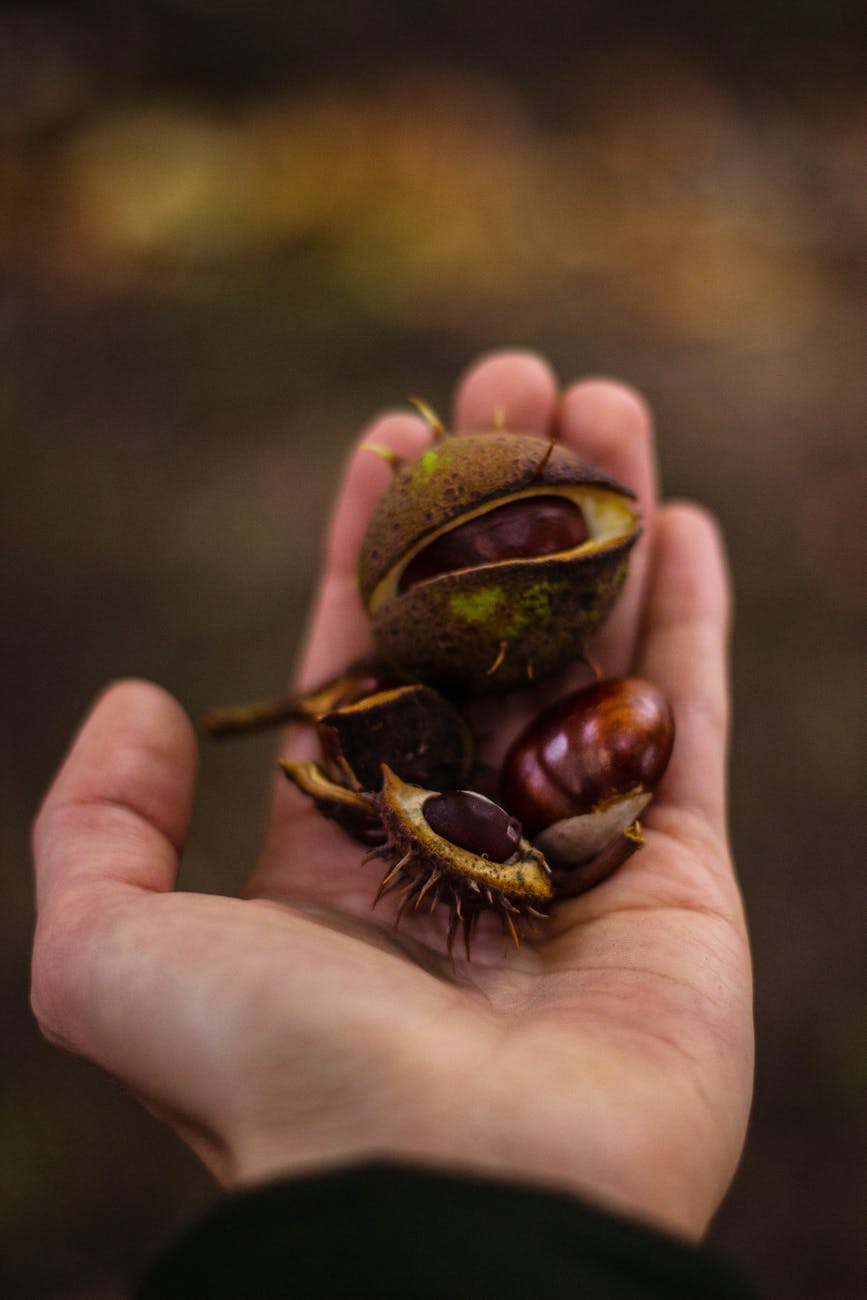 round brown seed on left human palm